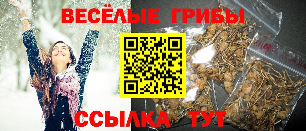 Галлюциногенные грибы Psilocybine cubensis Коммунар